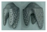 3D Printed REPLICATE Tooth