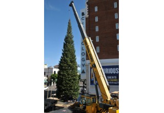  65-foot white fir tree