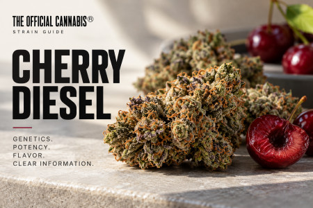 Cherry Diesel Strain Guide Clarifies Confusion with Lemon Cherry Diesel