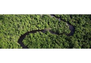 Amazon Jungle