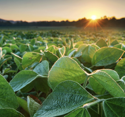 Organic Corn & Soybeans Are Now Able to Be Hedged for the First Time