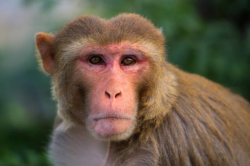 South Carolina Primate Center Keeps Monkeys Safe During Hurricane Florence