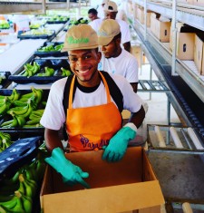 Sustainable Pineapples Partner with Organic Fair-Trade Bananas