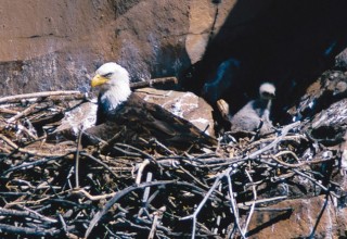 Eagle and Eaglet in Nest