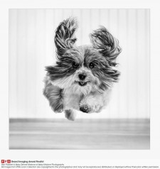 Pawsonality Pet Photography by Abby Malone