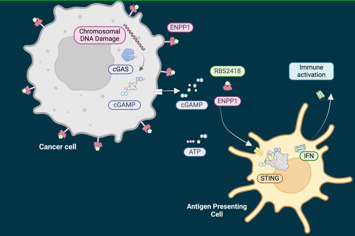 RBS2418-mediated immune activation