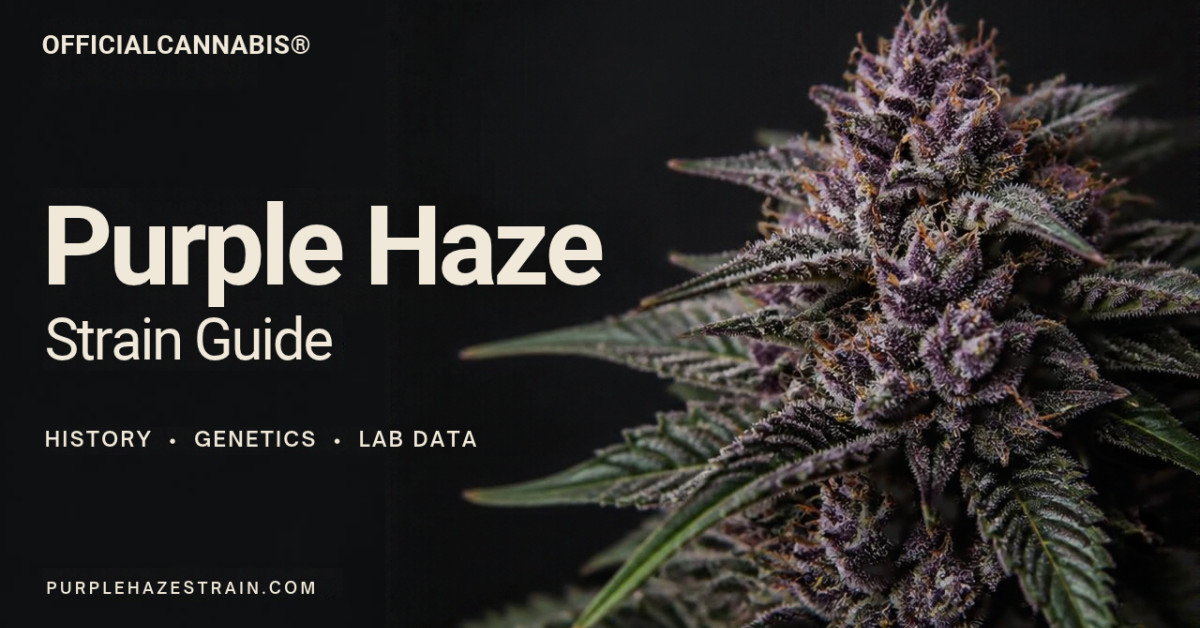 Purple Haze Strain Guide Sheds Light on Brand Confusion and Potency