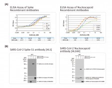 SARS-CoV-2 Spike and Nucleocapsid Recombinant Antibodies