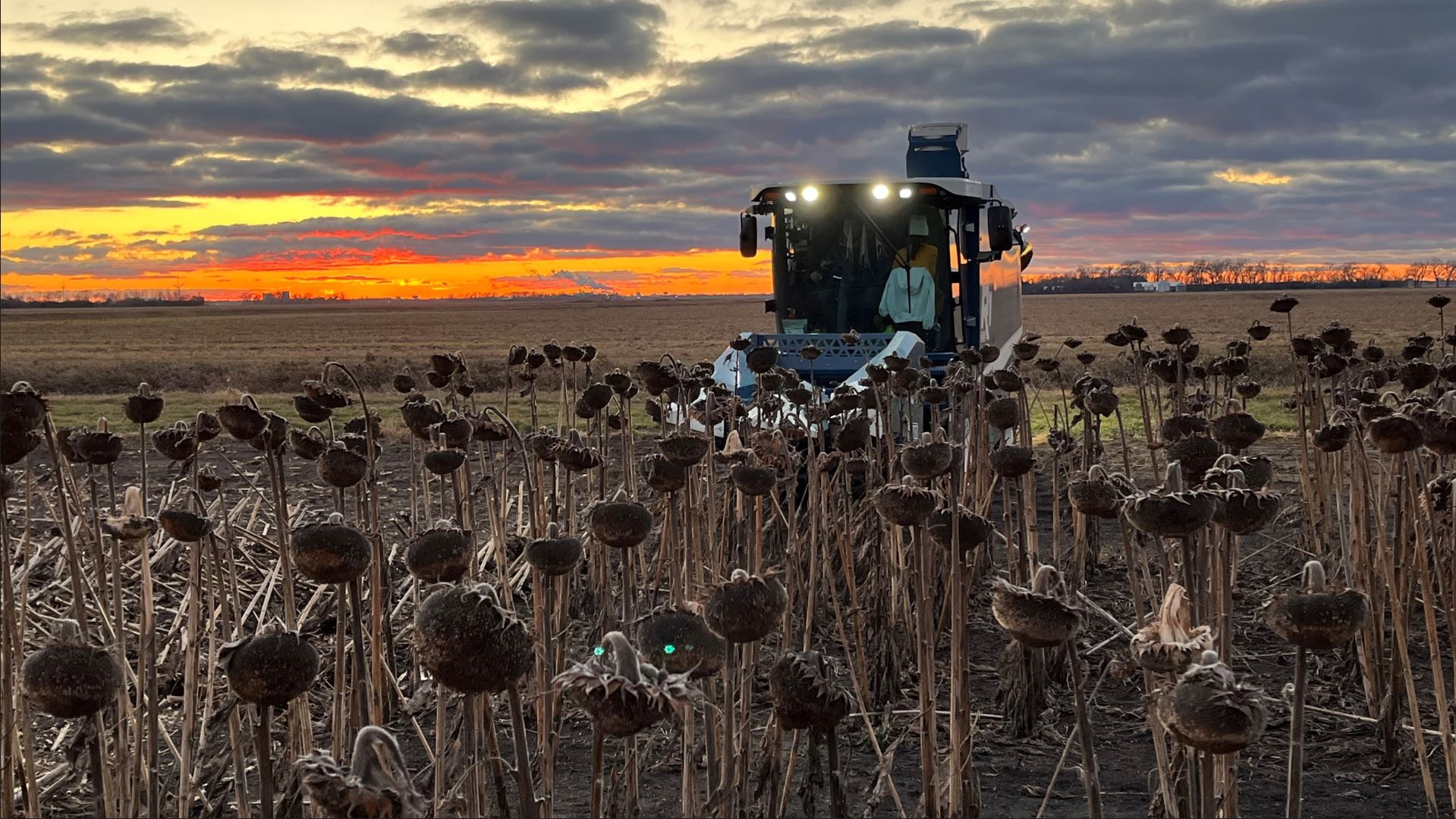 Sunflower Harvest: New Sunflower Header