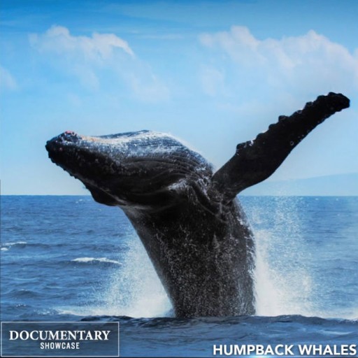 Humpback Whales: The Award-Winning IMAX Film Premiering on Documentary Showcase