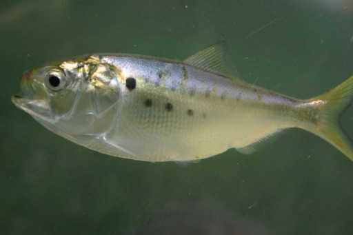 Two Independent Reviews Find No Evidence that Virginia's Menhaden Season Is 'Blocking' Fish from Reaching Maryland Pound Nets