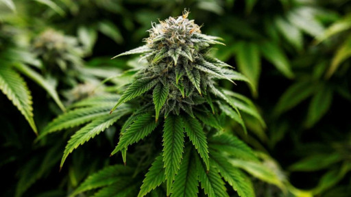 CBD Life Sciences Inc. (CBDL) Announces President Trump Confirms Marijuana Rescheduling Is Under Consideration