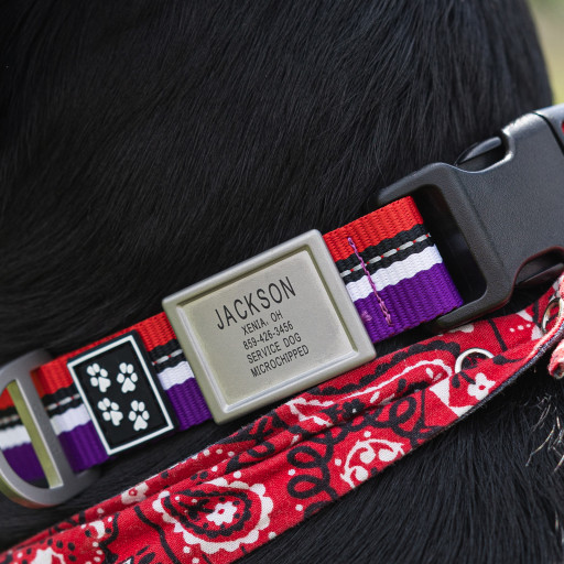 DOG iD and 4 Paws for Ability Partner Up to Design Limited Edition Collection