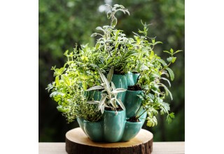 Cacti, Succulent and Herb Pot