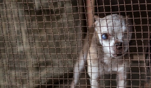 Puppy Mills - Single Most Important Animal Welfare Issue Today