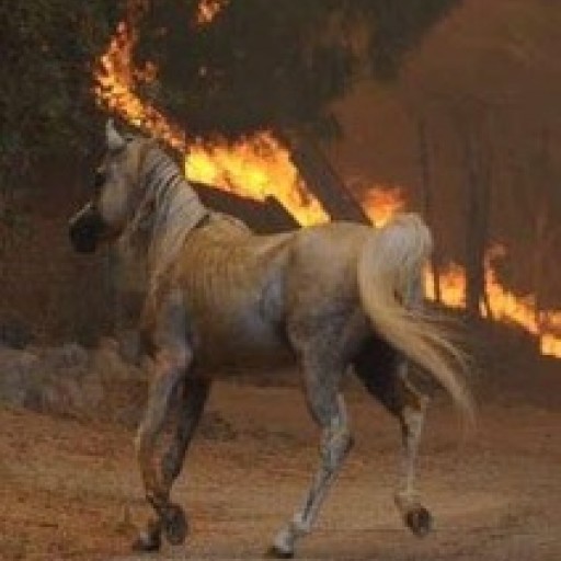 Fashion Compassion Helps California Fire Victims (People and Horses)