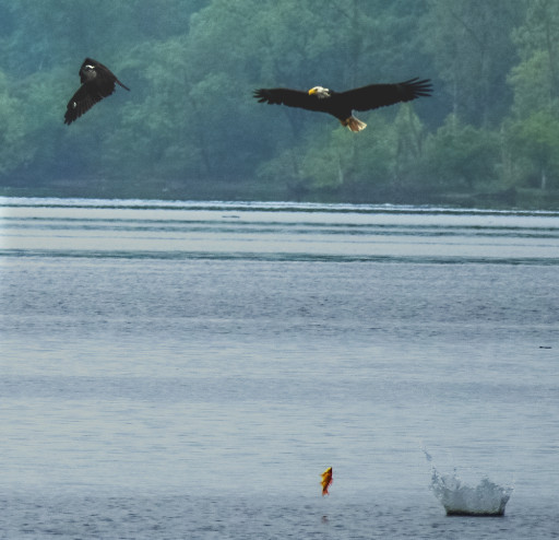 Chesapeake Bay Foundation Continues to Spread Menhaden Misinformation