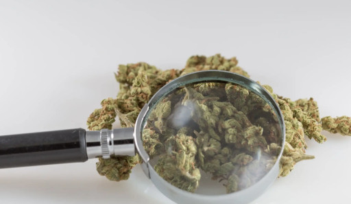 Let the DEA Marijuana Games Begin