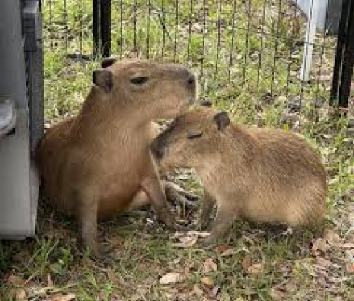 2nd Chance Ranch & Rescue Expands Animal Sanctuary Efforts, Invites Public to Support Ethical Animal Care