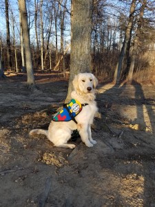 Jay, a golden retriever Autism Service Dog