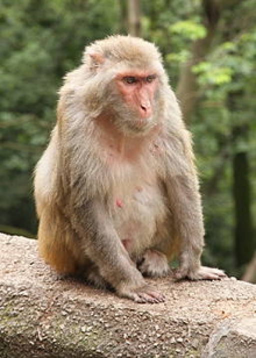 Primate Research Center Alpha Genesis Expands Research Program