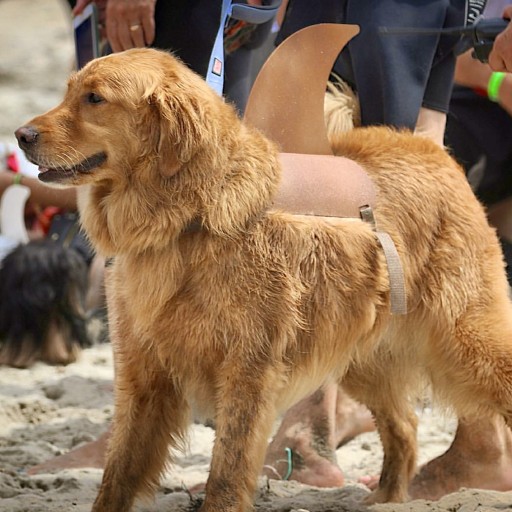 "Barknado" World Record at  Imperial Beach Surf Dog Competition