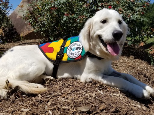Service Dogs by Warren Retrievers Delivers Autism Service Dog to Girl in Katy, TX