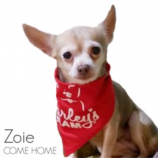 Zoie - Missing from Winter Garden, FL 