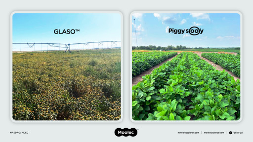 Moolec Confirms US Harvest and Promising Yields for Plant-Grown Products GLASO™ and Piggy Sooy™ in October