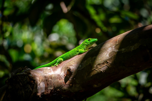 Forest Loss Assessment Reveals Critical Window to Save Madagascar's Protected Areas