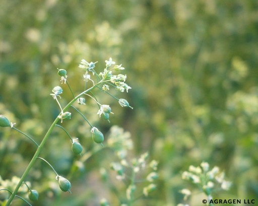 Rothamsted Research Licenses Agragen Patent for Transformation of Camelina to Make Omega-3 Fatty Acids