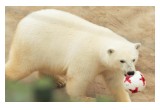 Nika the Bear plays with her FIFA Confederations Cup ball