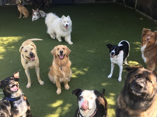 Capital Access Group Helps Park-a-Pup Kennels Secure $6.9M in SBA 504 Financing to Build a State-of-the-Art, 106-Kennel, Dog Boarding Facility in Novato, CA