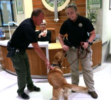Demonstration of how sniffer dogs are trained to find illegal drugs.