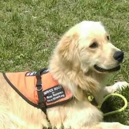 Service Dogs by Warren Retrievers Makes Delivery to Niantic, Connecticut Child