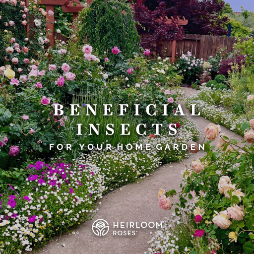 Unleash the Power of Nature With a Beneficial Insects Subscription for Your Garden
