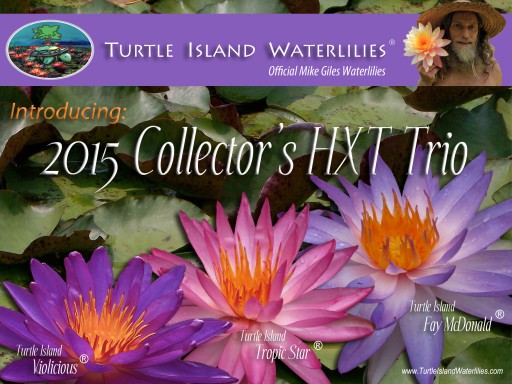 Purple, Pink & Blue Hardy HXT™ Waterlilies Now Available for Colder Climates