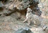 a wild snow leopard