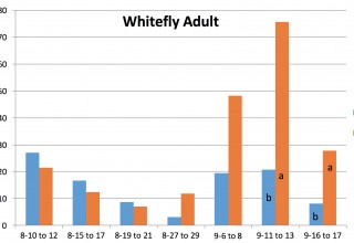 Whitfly Adult Results Heat vs. Grower Standard