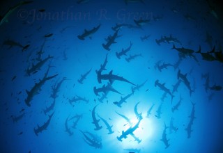 Hundreds of hammerhead sharks in Galapagos
