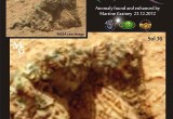 Petrified Couple Discovered On Mars