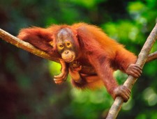 Orangutan in Sabah