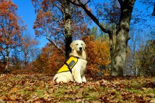 Godfrey, Illinois Child Set to Receive His Autism Service Dog From Service Dogs by Warren Retrievers