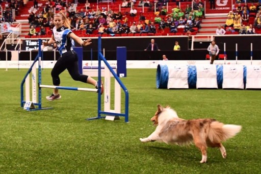 15 Trainers in Running for 2019 Greatmats National Dog Trainer of the Year Award
