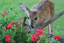 Deer eating garden flowers
