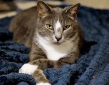 Catfe Diem will feature adoptable cats through their partner rescue Paws for Seniors