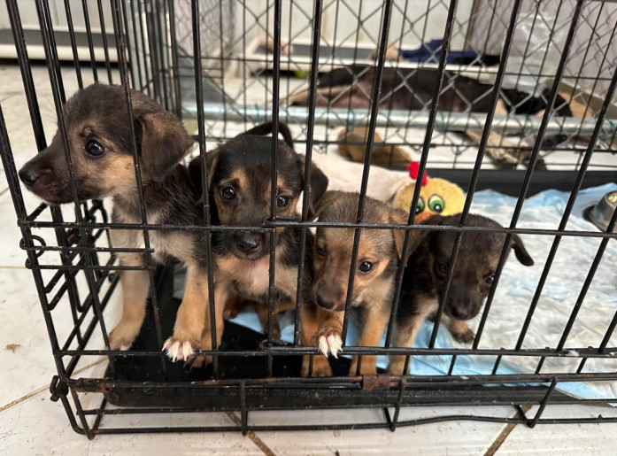 Rescue Puppies