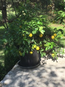 Improved Meyer Lemon Tree from US Citrus