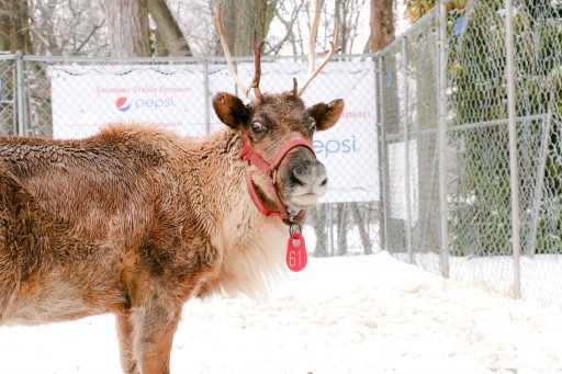 Santa and His Live Reindeer Return to Greenwich