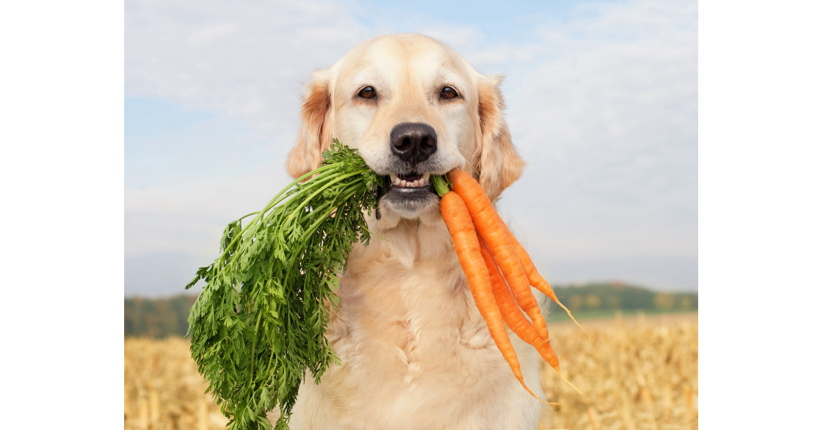 British Veterinary Association Ends Opposition to Vegan Diets for Dogs